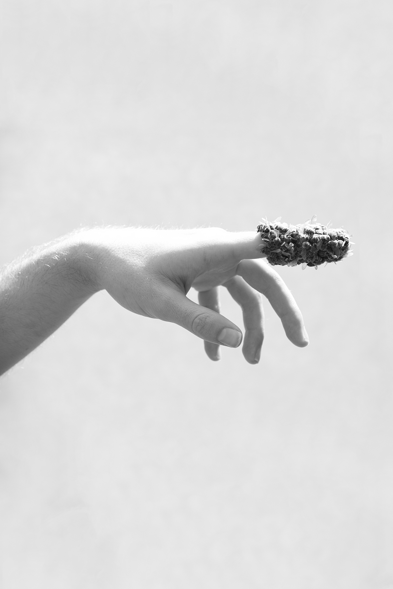 Photo of a hand with the pointer finger  outstretched, covered in bees on a white background